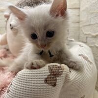 画像22785：スコティッシュフォールド<br>マリモ　ホワイトバンちゃん立ち耳