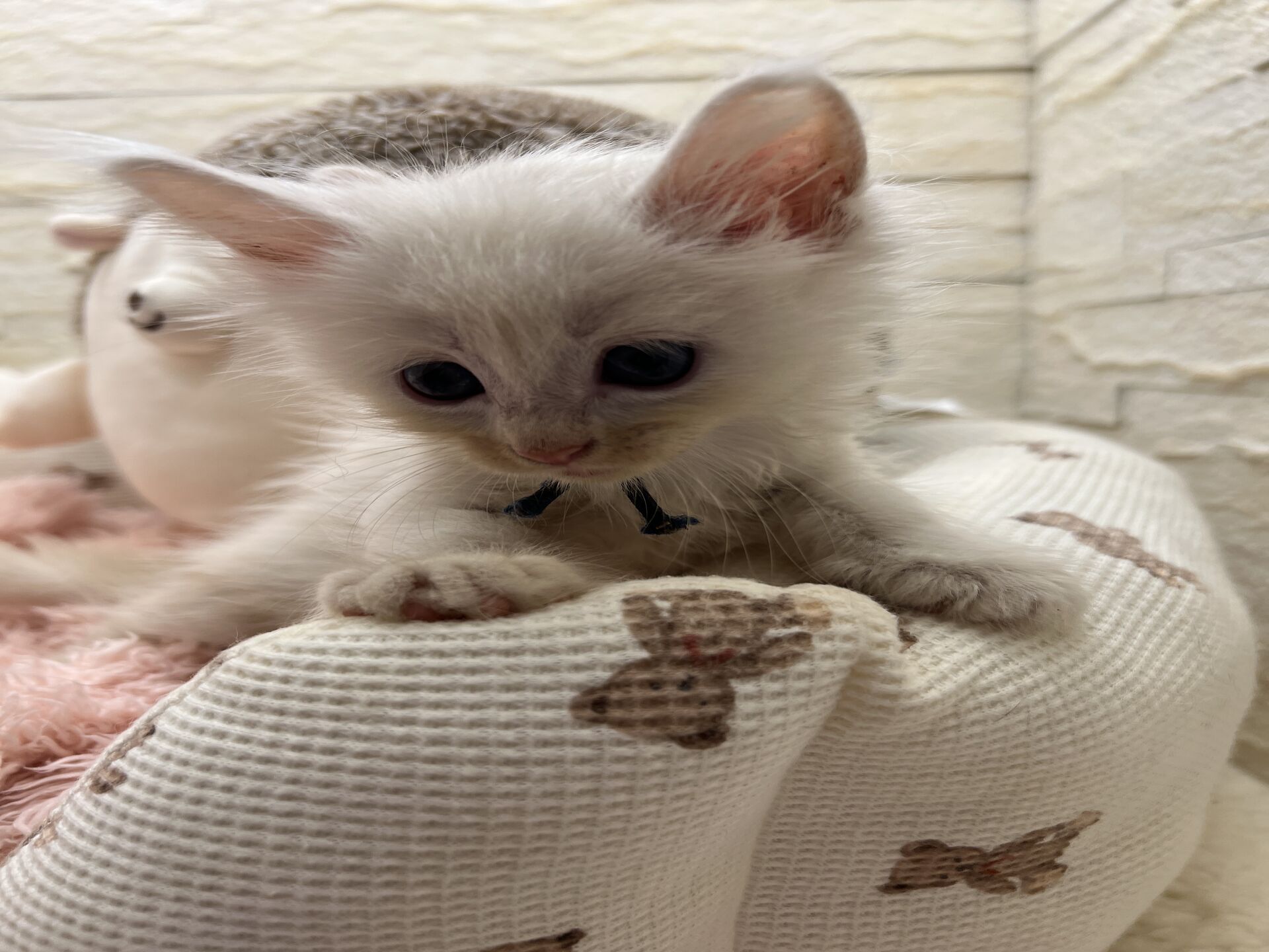 スコティッシュフォールドマリモ　ホワイトバンちゃん立ち耳