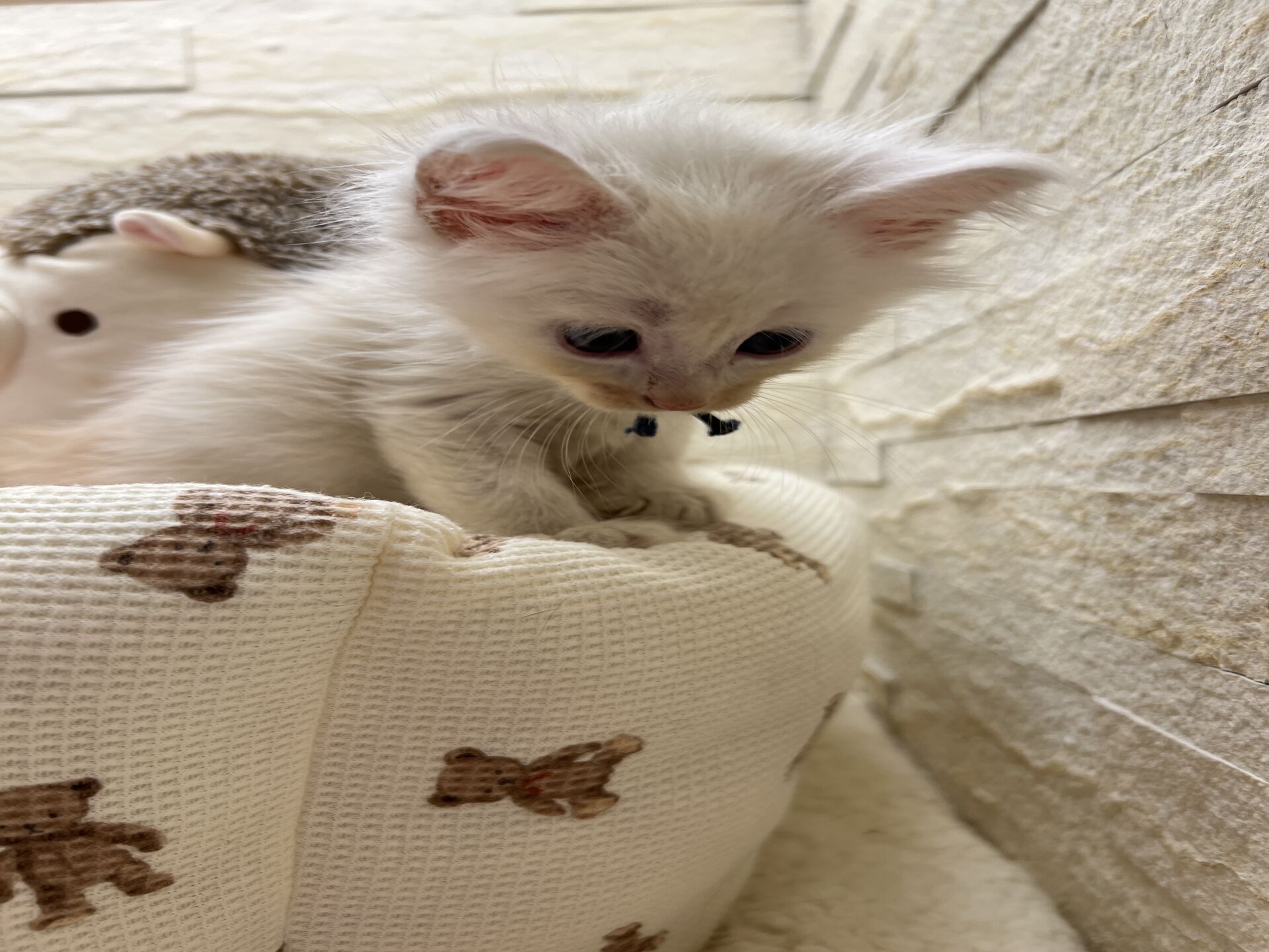 スコティッシュフォールドマリモ　ホワイトバンちゃん立ち耳