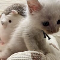 画像22787：スコティッシュフォールド<br>マリモ　ホワイトバンちゃん立ち耳