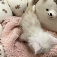 画像22790：スコティッシュフォールド<br>マリモ　ホワイトバンちゃん立ち耳