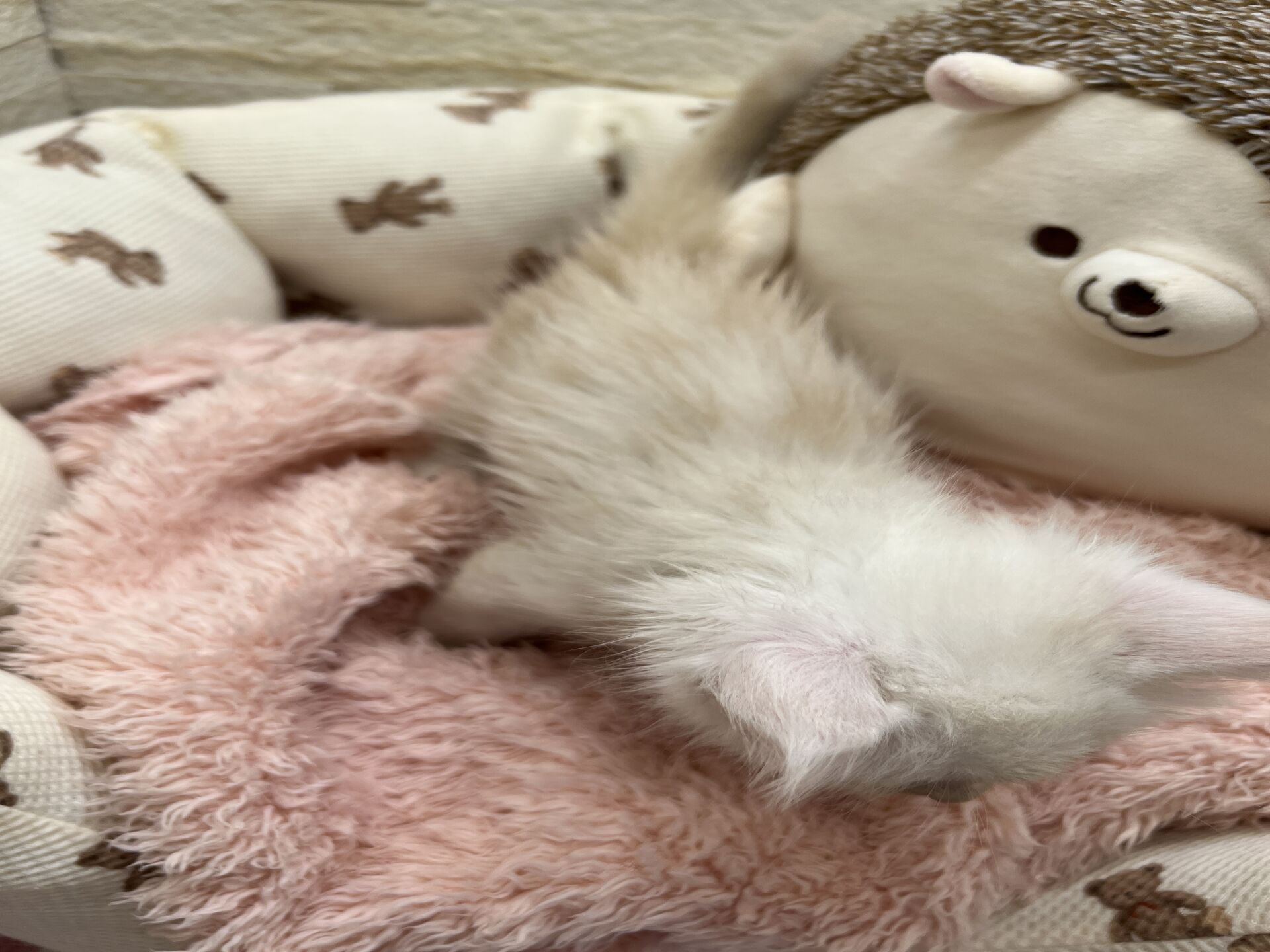 スコティッシュフォールドマリモ　ホワイトバンちゃん立ち耳