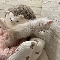 画像22791：スコティッシュフォールド<br>マリモ　ホワイトバンちゃん立ち耳