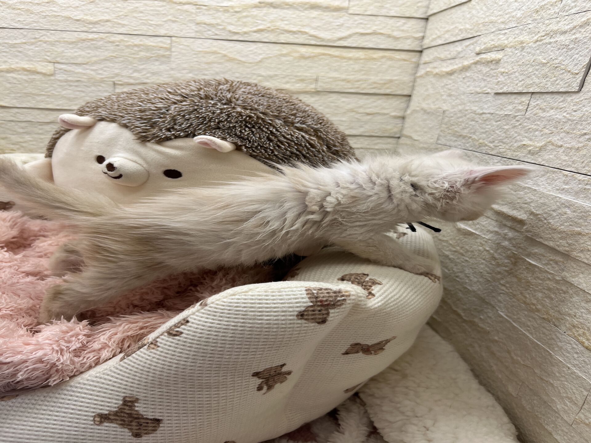 スコティッシュフォールドマリモ　ホワイトバンちゃん立ち耳
