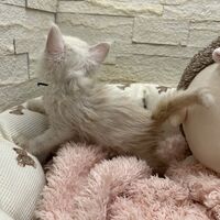 画像22792：スコティッシュフォールド<br>マリモ　ホワイトバンちゃん立ち耳
