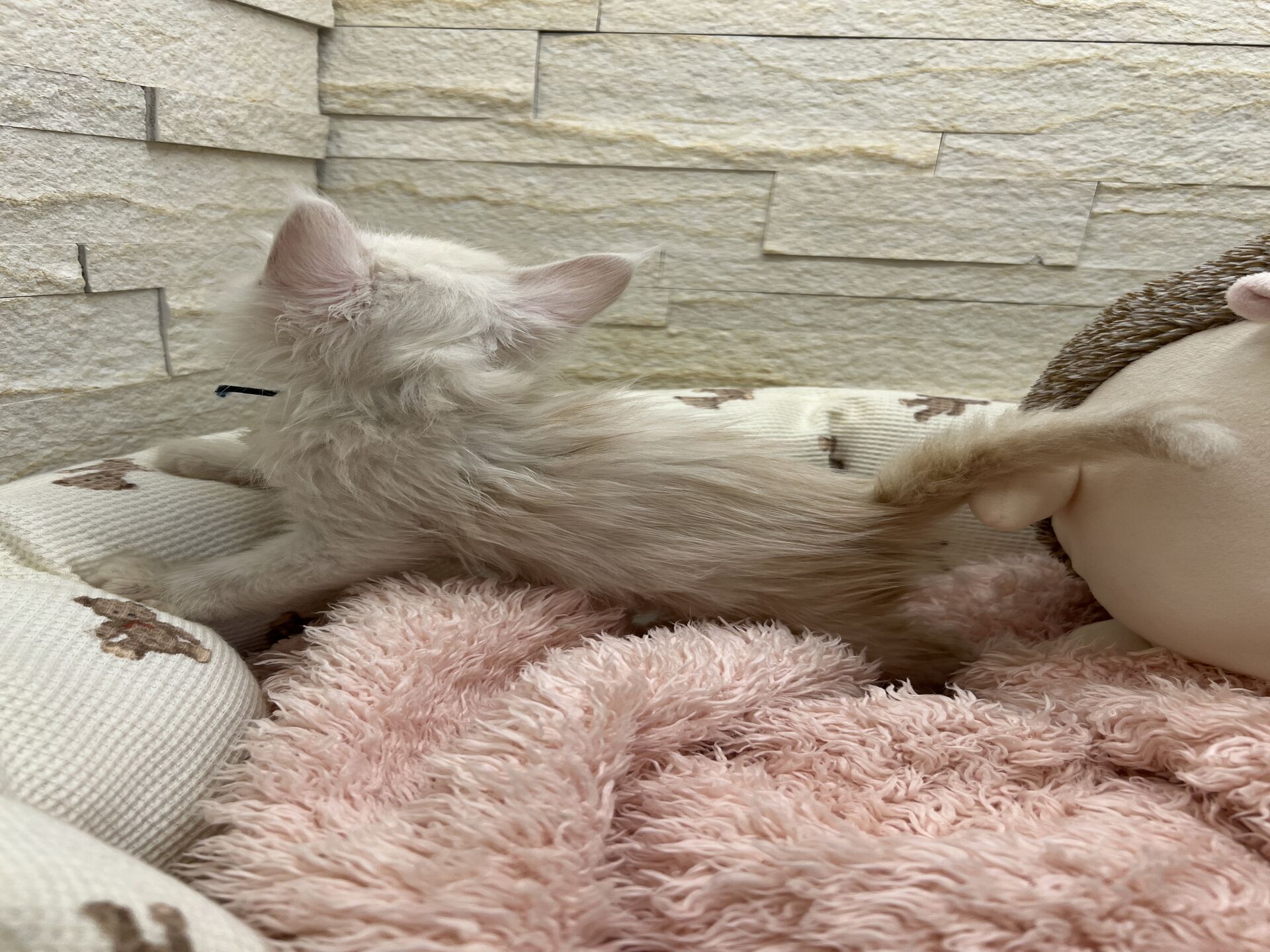 スコティッシュフォールドマリモ　ホワイトバンちゃん立ち耳