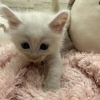 画像22793：スコティッシュフォールド<br>マリモ　ホワイトバンちゃん立ち耳