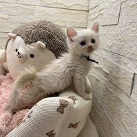 画像22794：スコティッシュフォールド<br>マリモ　ホワイトバンちゃん立ち耳