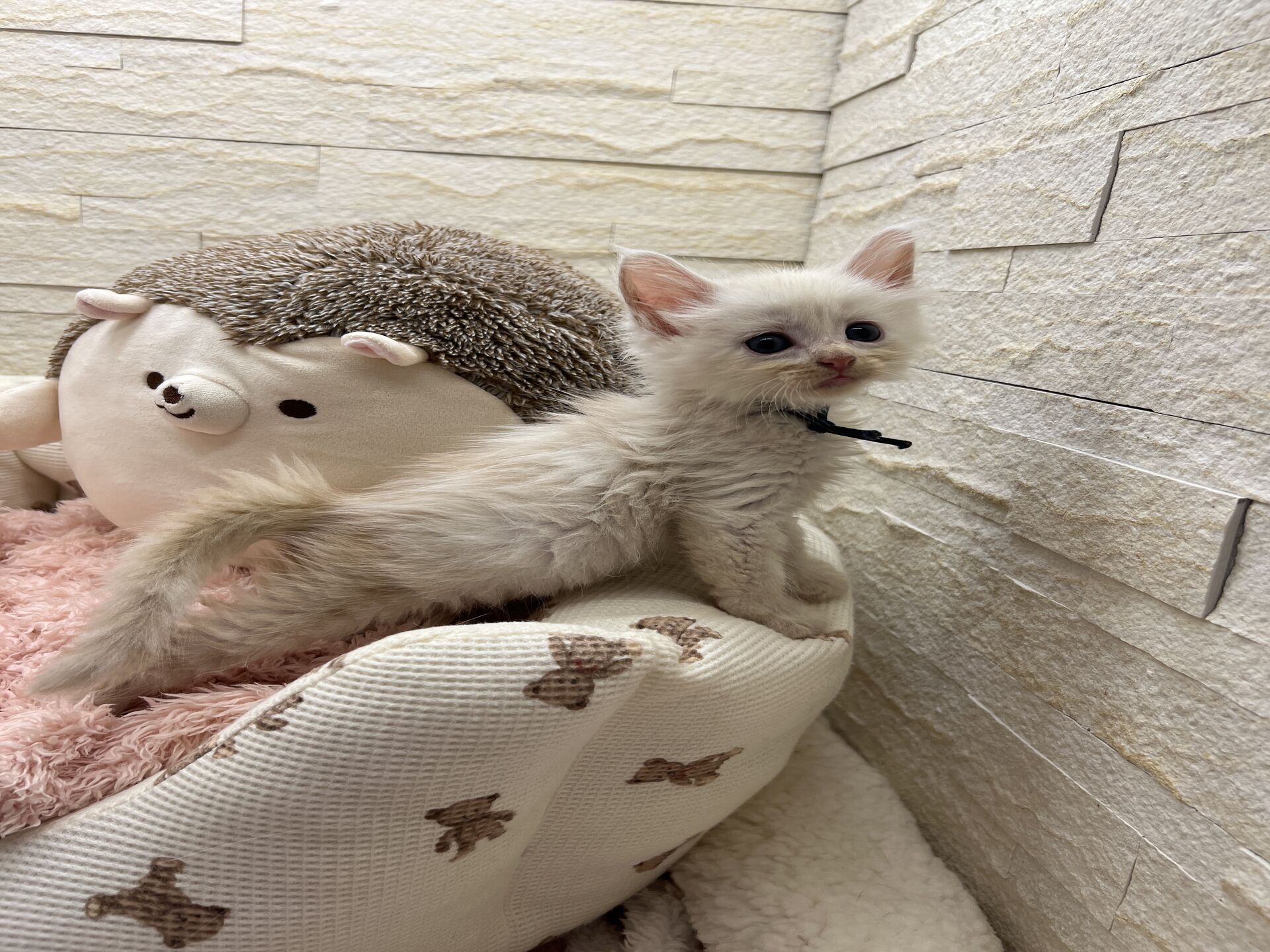 スコティッシュフォールドマリモ　ホワイトバンちゃん立ち耳
