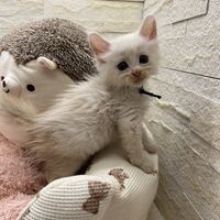 画像22795：スコティッシュフォールド<br>マリモ　ホワイトバンちゃん立ち耳