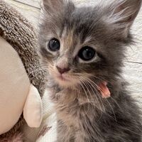 画像22812：メインクーン<br>ヴィヴィコ　きいろちゃん
