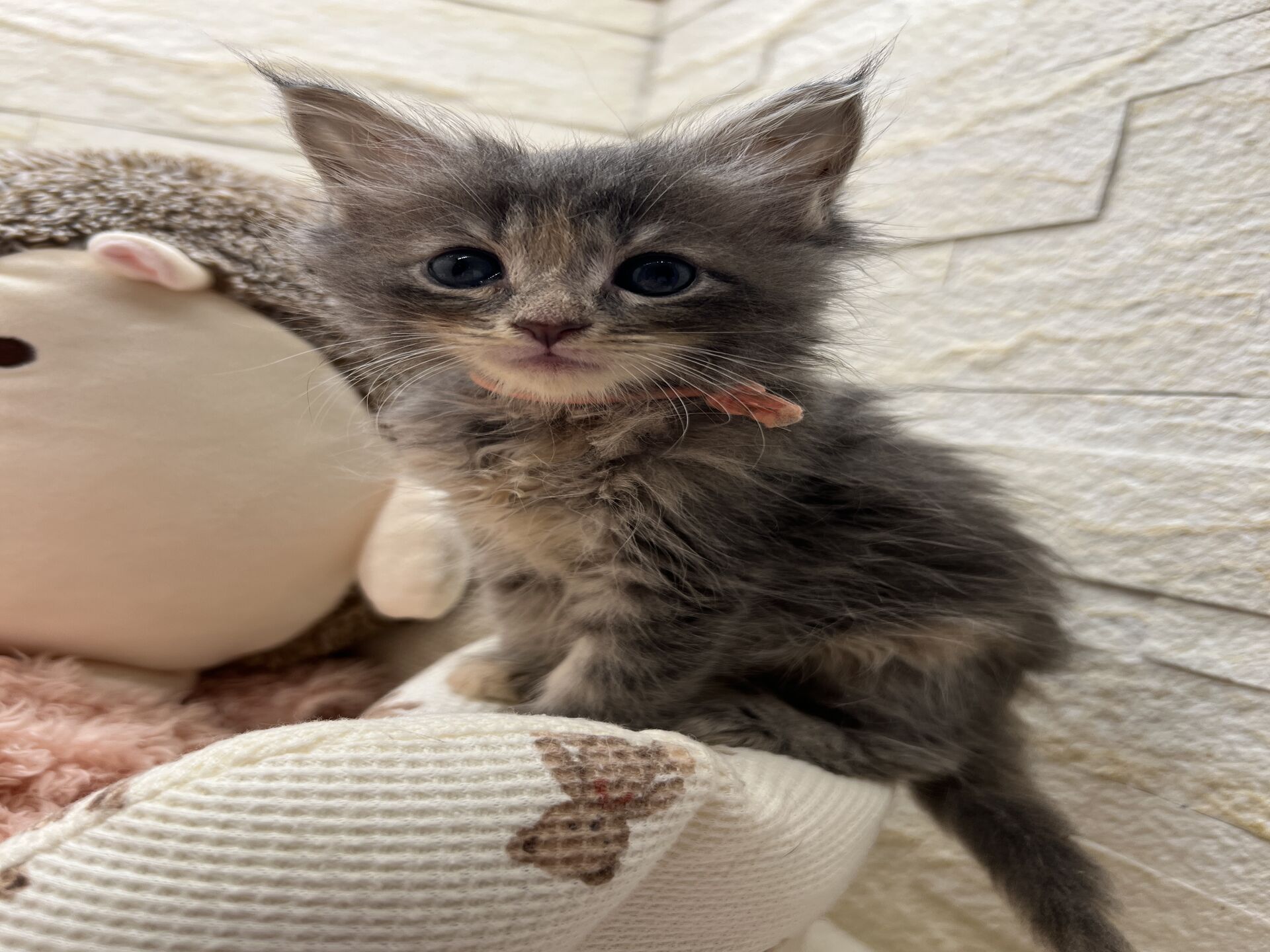 メインクーンヴィヴィコ　きいろちゃん