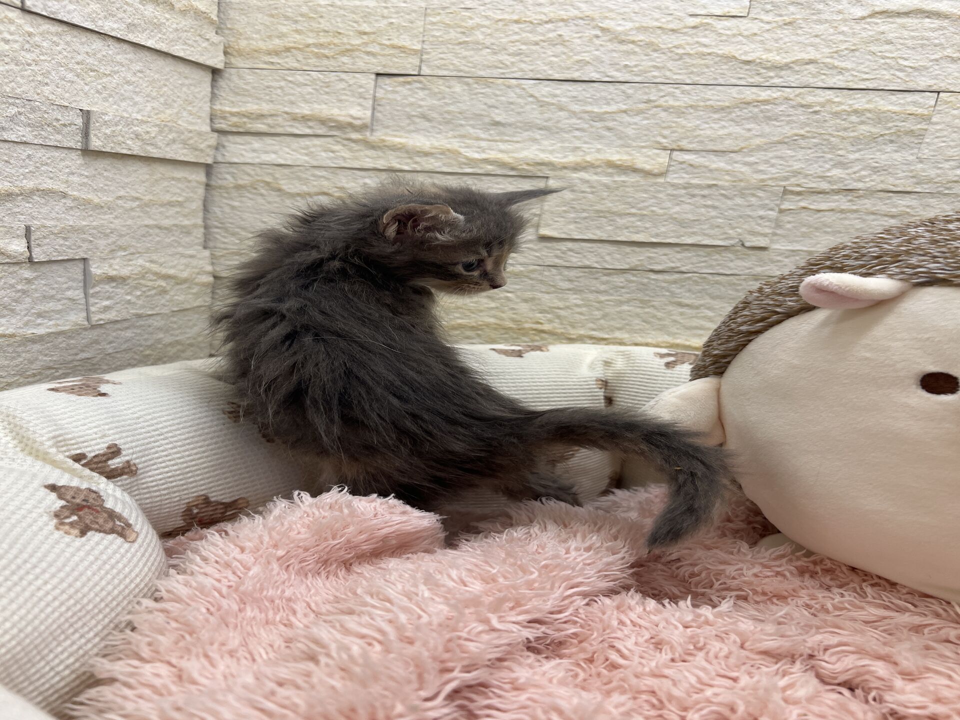 メインクーンヴィヴィコ　きいろちゃん
