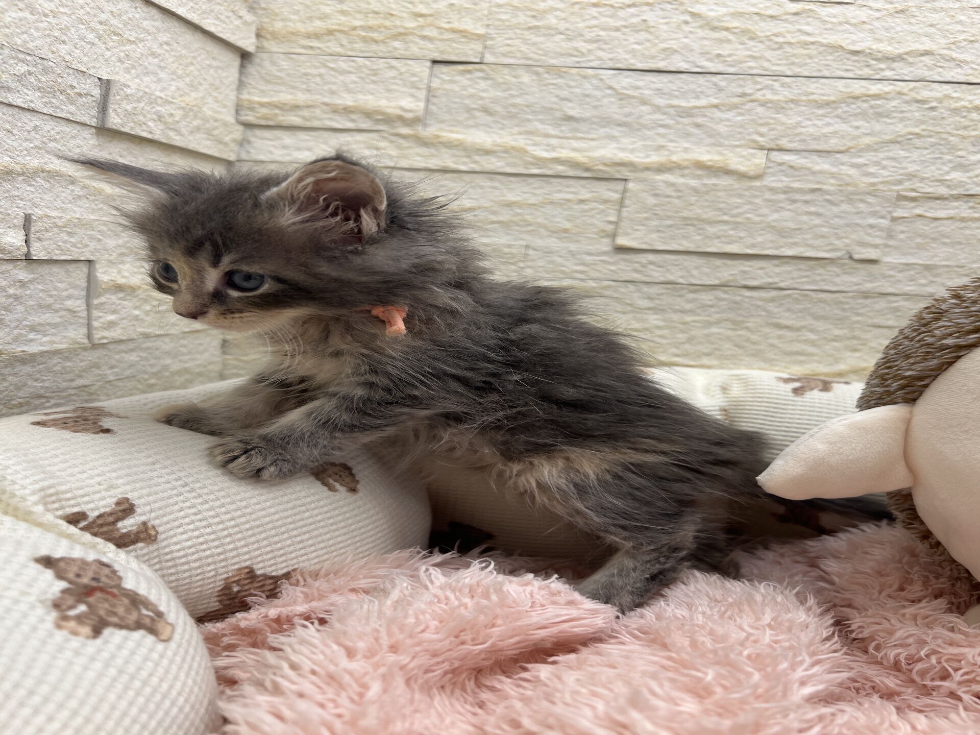 メインクーンヴィヴィコ　きいろちゃん