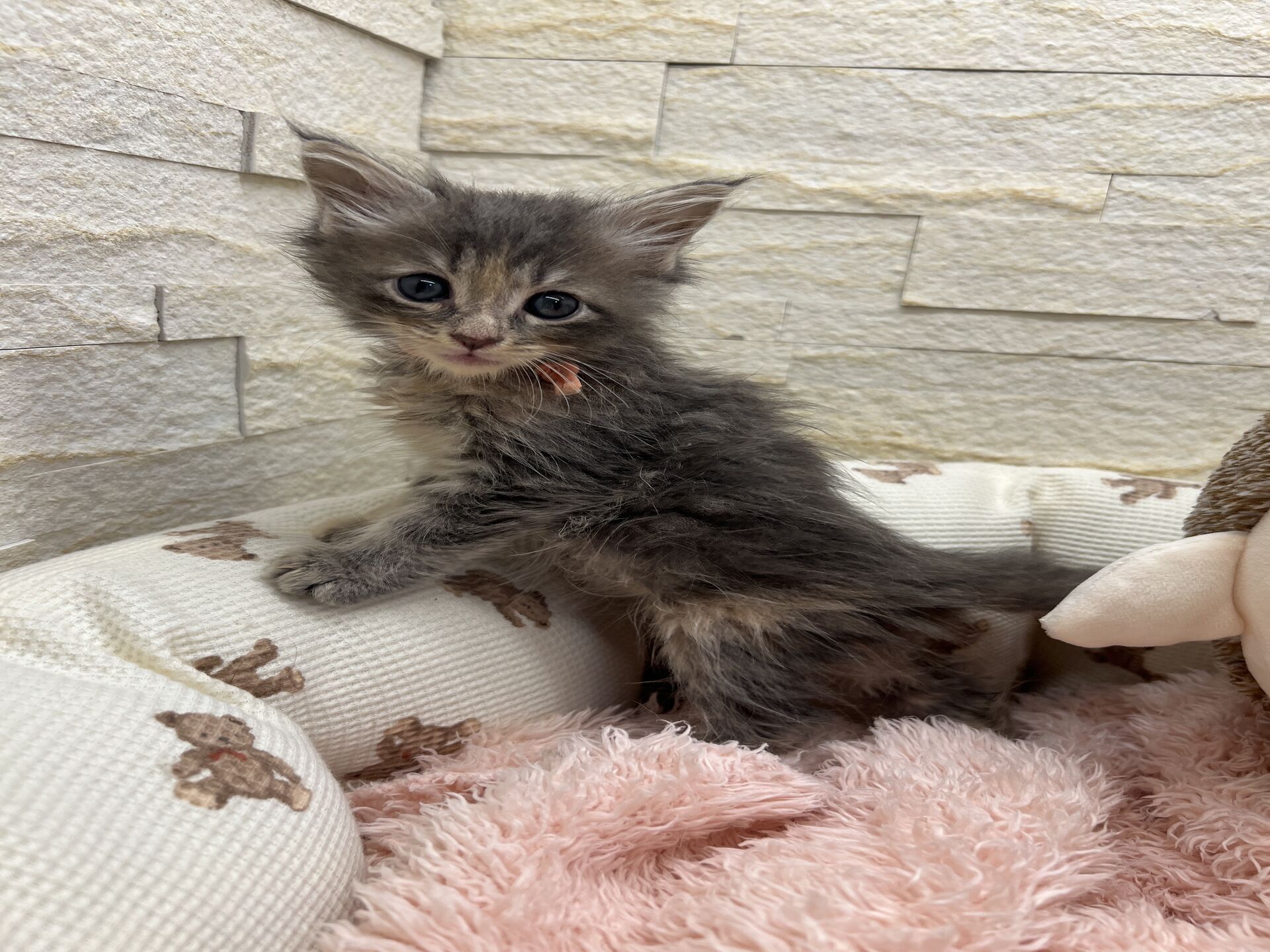 メインクーンヴィヴィコ　きいろちゃん