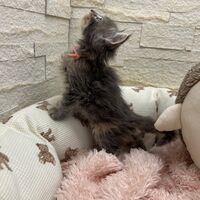 画像22819：メインクーン<br>ヴィヴィコ　きいろちゃん