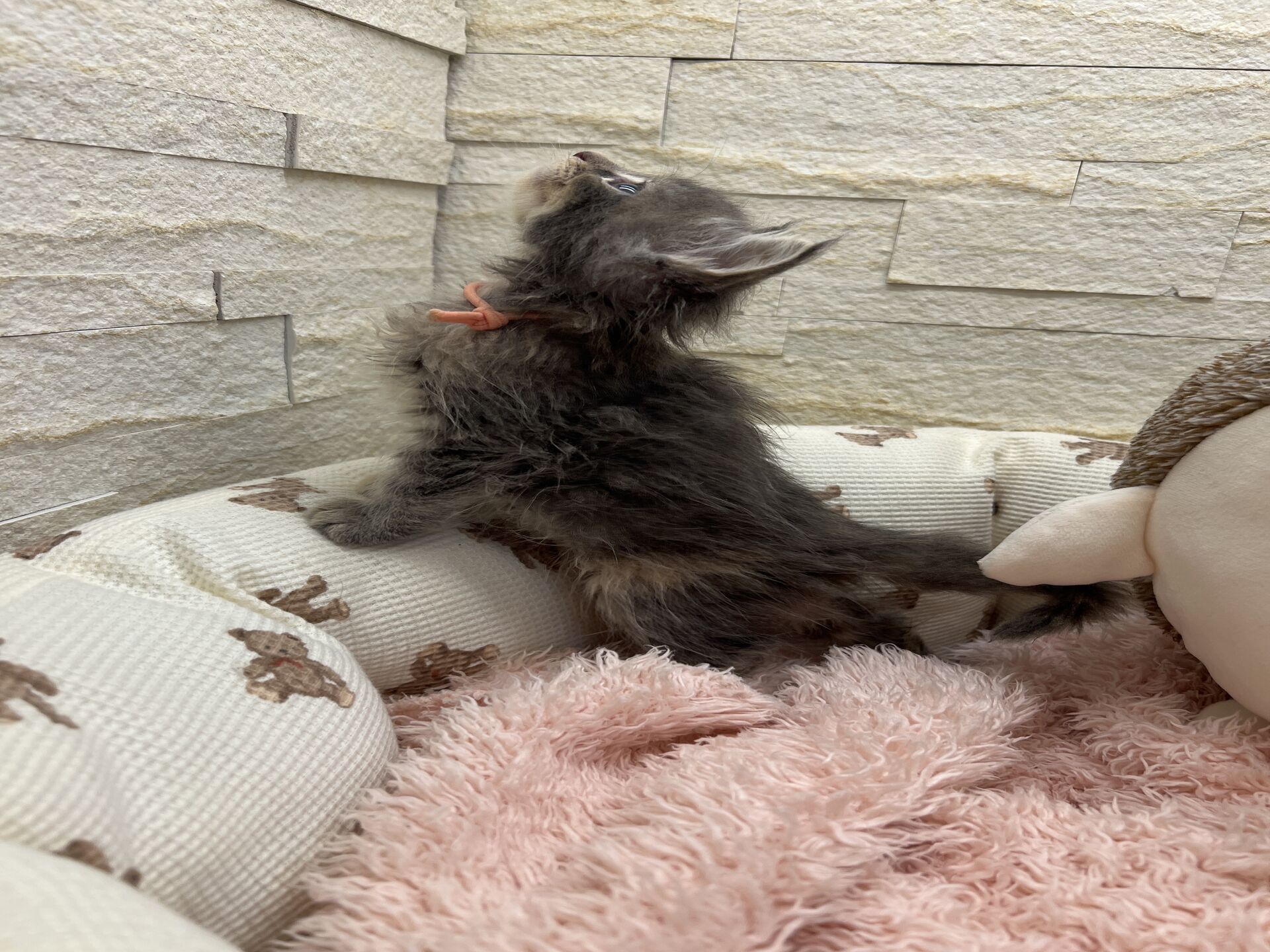 メインクーンヴィヴィコ　きいろちゃん