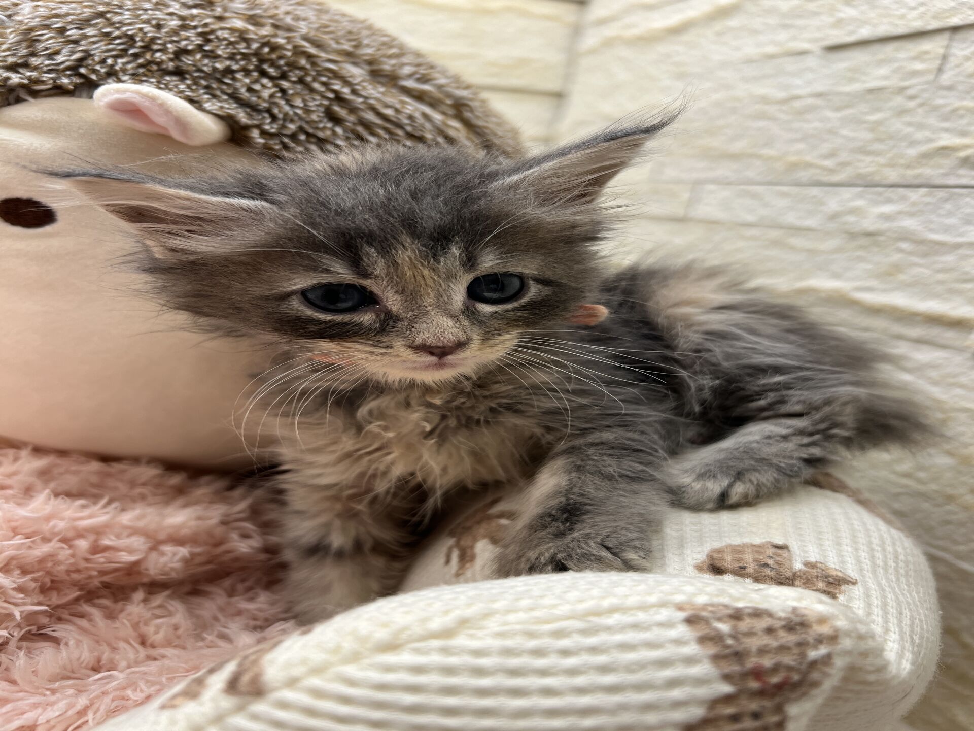 メインクーンヴィヴィコ　きいろちゃん