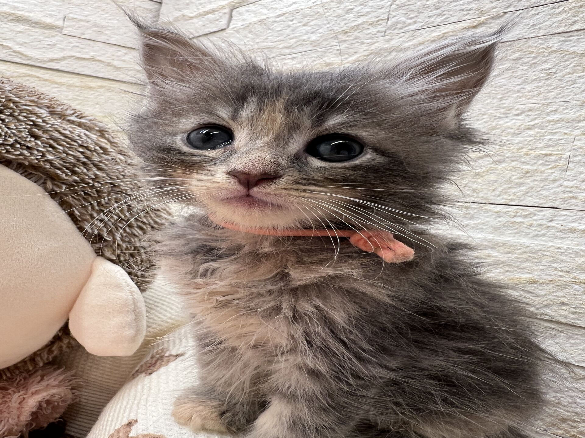 メインクーンヴィヴィコ　きいろちゃん