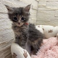 画像22823：メインクーン<br>ヴィヴィコ　きいろちゃん