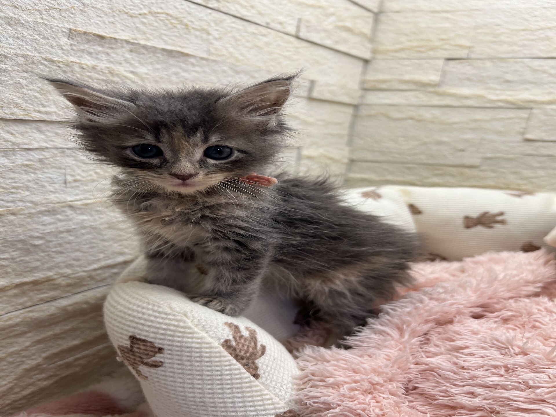 メインクーンヴィヴィコ　きいろちゃん