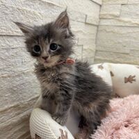 画像22824：メインクーン<br>ヴィヴィコ　きいろちゃん