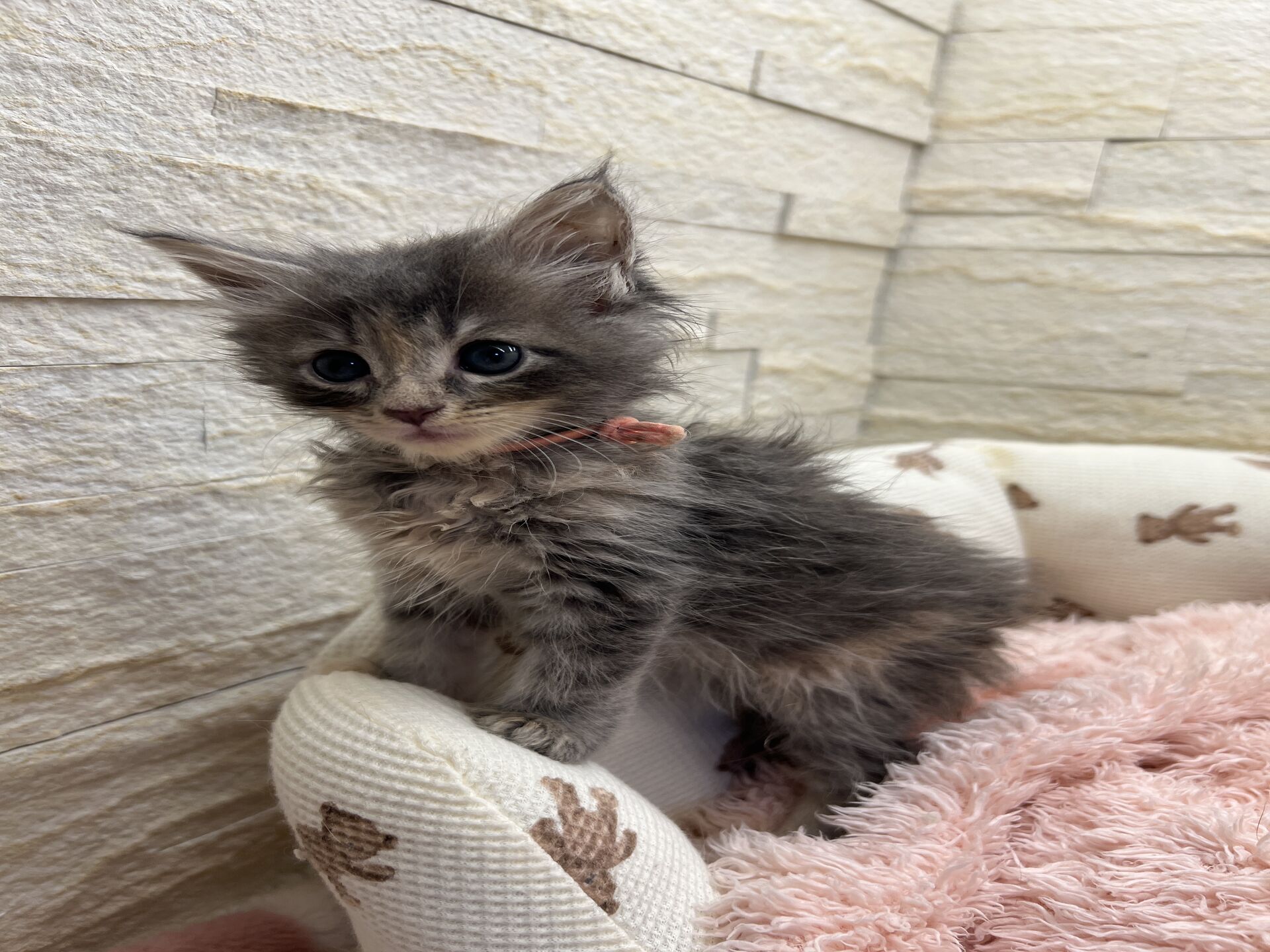 メインクーンヴィヴィコ　きいろちゃん