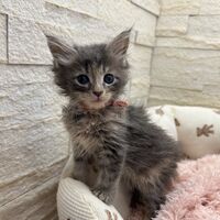 画像22825：メインクーン<br>ヴィヴィコ　きいろちゃん