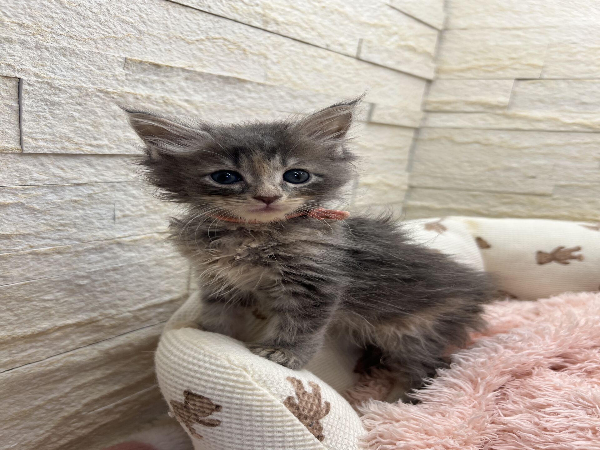 メインクーンヴィヴィコ　きいろちゃん