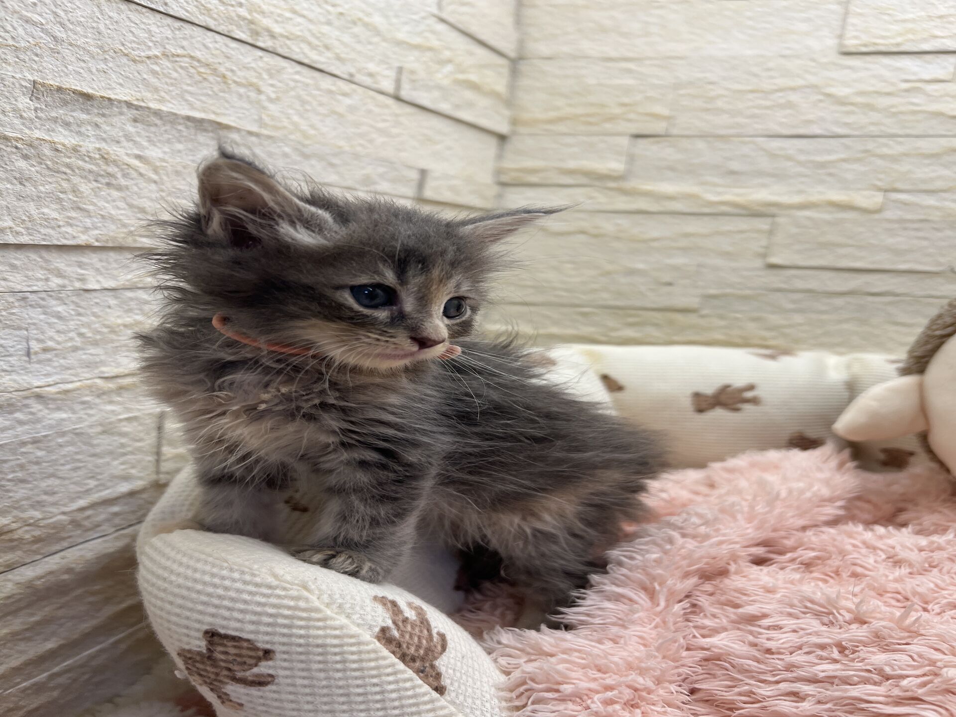 メインクーンヴィヴィコ　きいろちゃん