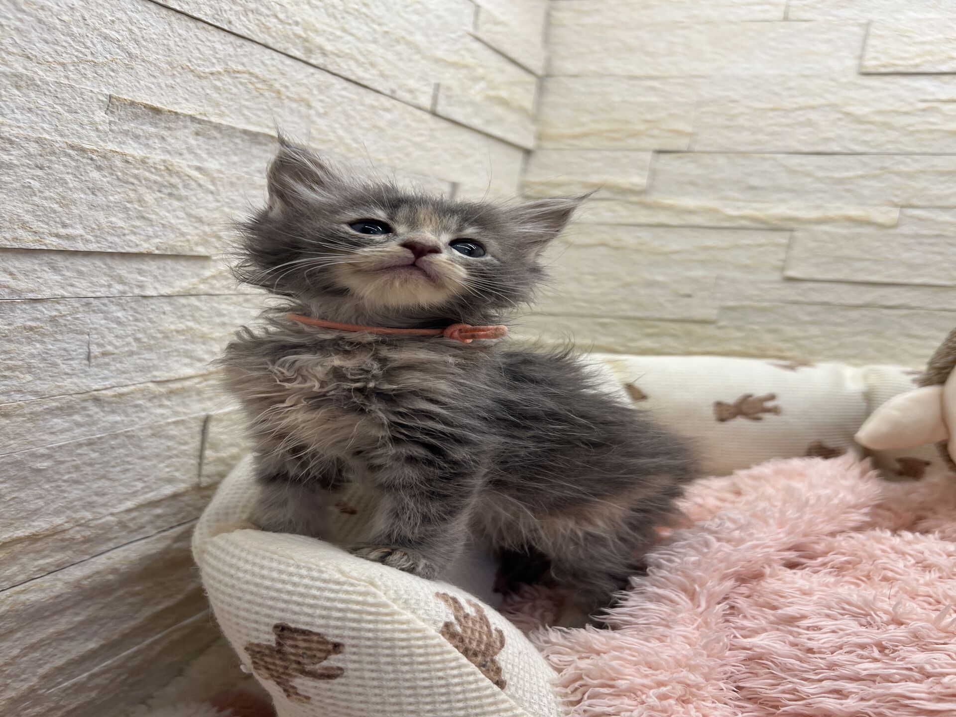 メインクーンヴィヴィコ　きいろちゃん