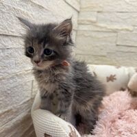 画像22828：メインクーン<br>ヴィヴィコ　きいろちゃん