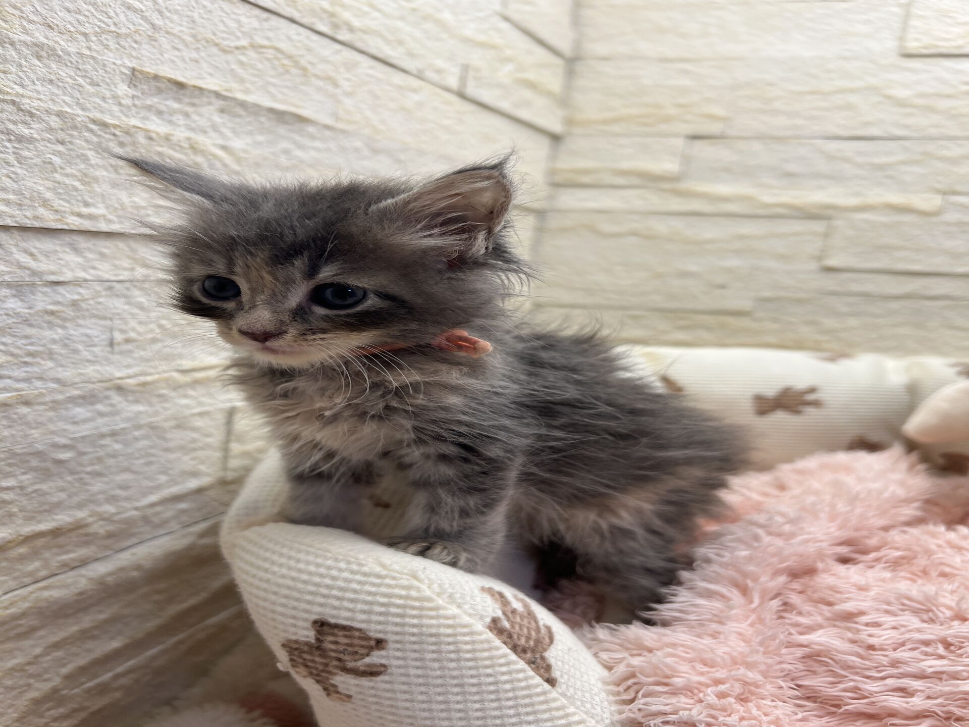 メインクーンヴィヴィコ　きいろちゃん