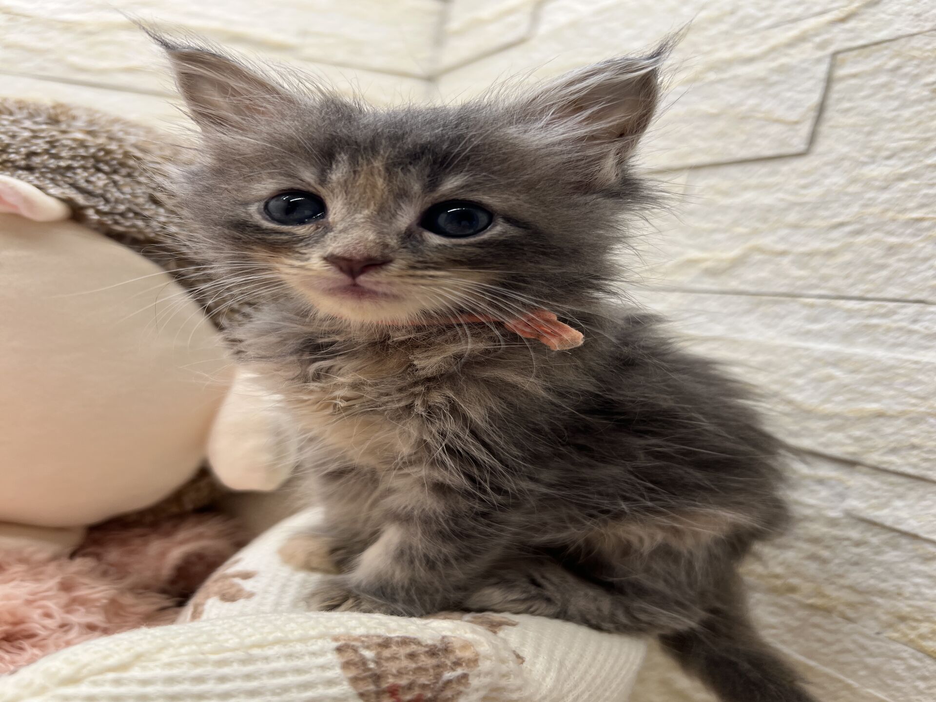 メインクーンヴィヴィコ　きいろちゃん