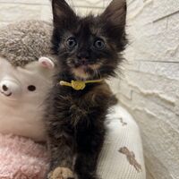 画像22854：スコティッシュフォールド<br>マリモ　ホワイトバンちゃん立ち耳