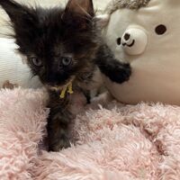 画像22857：スコティッシュフォールド<br>マリモ　ホワイトバンちゃん立ち耳