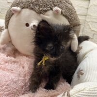 画像22861：スコティッシュフォールド<br>マリモ　ホワイトバンちゃん立ち耳