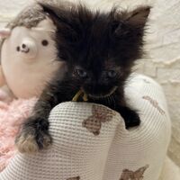 画像22862：スコティッシュフォールド<br>マリモ　ホワイトバンちゃん立ち耳