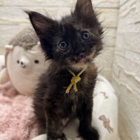 画像22864：スコティッシュフォールド<br>マリモ　ホワイトバンちゃん立ち耳