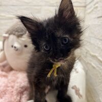 画像22865：スコティッシュフォールド<br>マリモ　ホワイトバンちゃん立ち耳