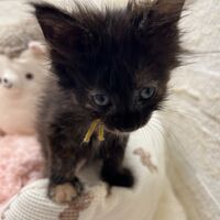 画像22866：スコティッシュフォールド<br>マリモ　ホワイトバンちゃん立ち耳