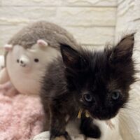 画像22867：スコティッシュフォールド<br>マリモ　ホワイトバンちゃん立ち耳