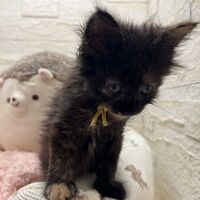 画像22868：スコティッシュフォールド<br>マリモ　ホワイトバンちゃん立ち耳