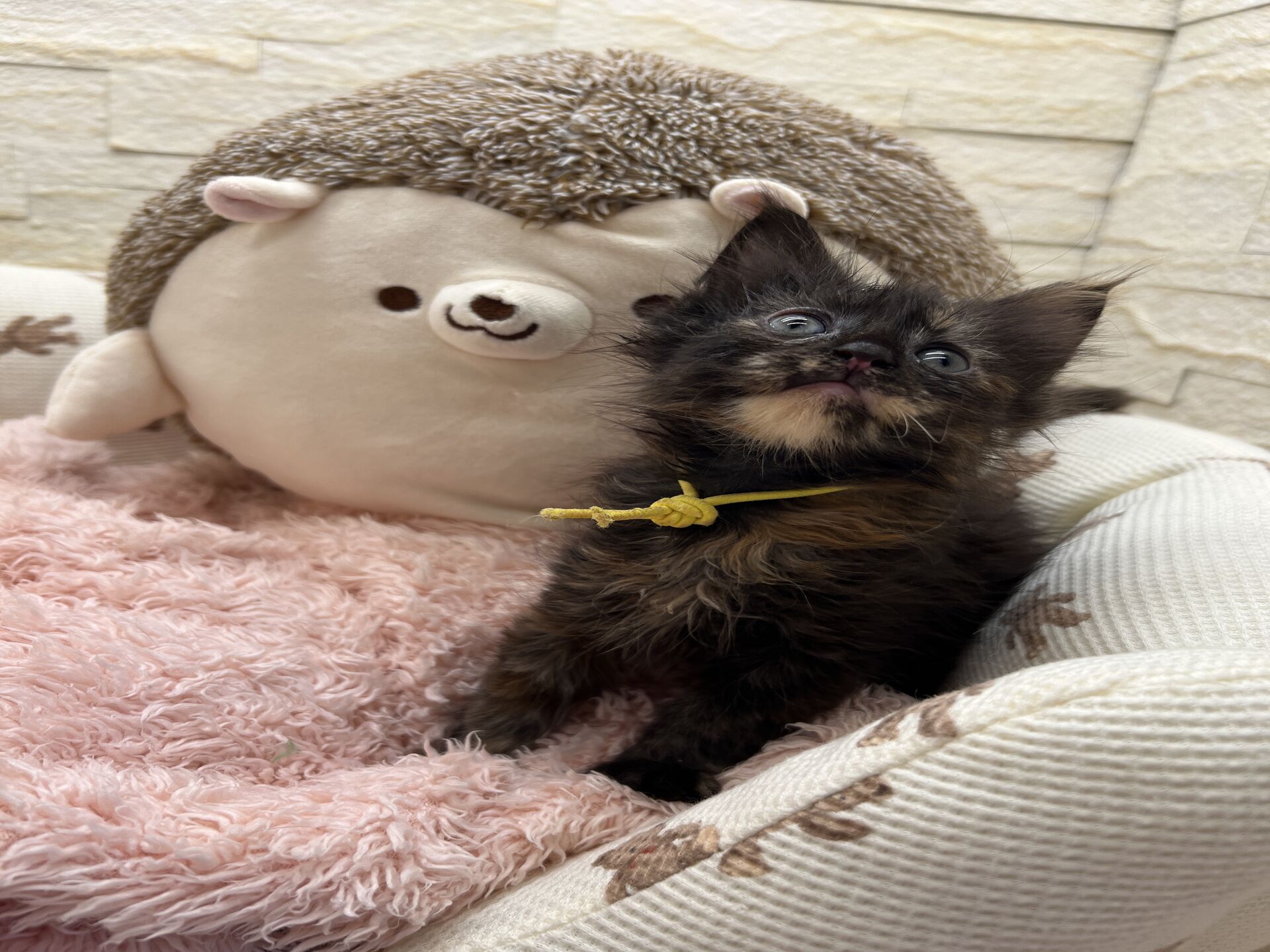 スコティッシュフォールドマリモ　ホワイトバンちゃん立ち耳