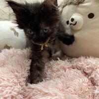 画像22871：スコティッシュフォールド<br>マリモ　ホワイトバンちゃん立ち耳