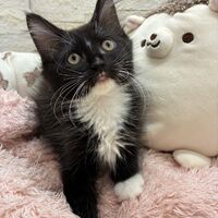 画像22899：スコティッシュフォールド<br>マリモ　ホワイトバンちゃん立ち耳