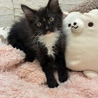 画像22900：スコティッシュフォールド<br>マリモ　ホワイトバンちゃん立ち耳