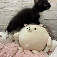 画像22902：スコティッシュフォールド<br>マリモ　ホワイトバンちゃん立ち耳