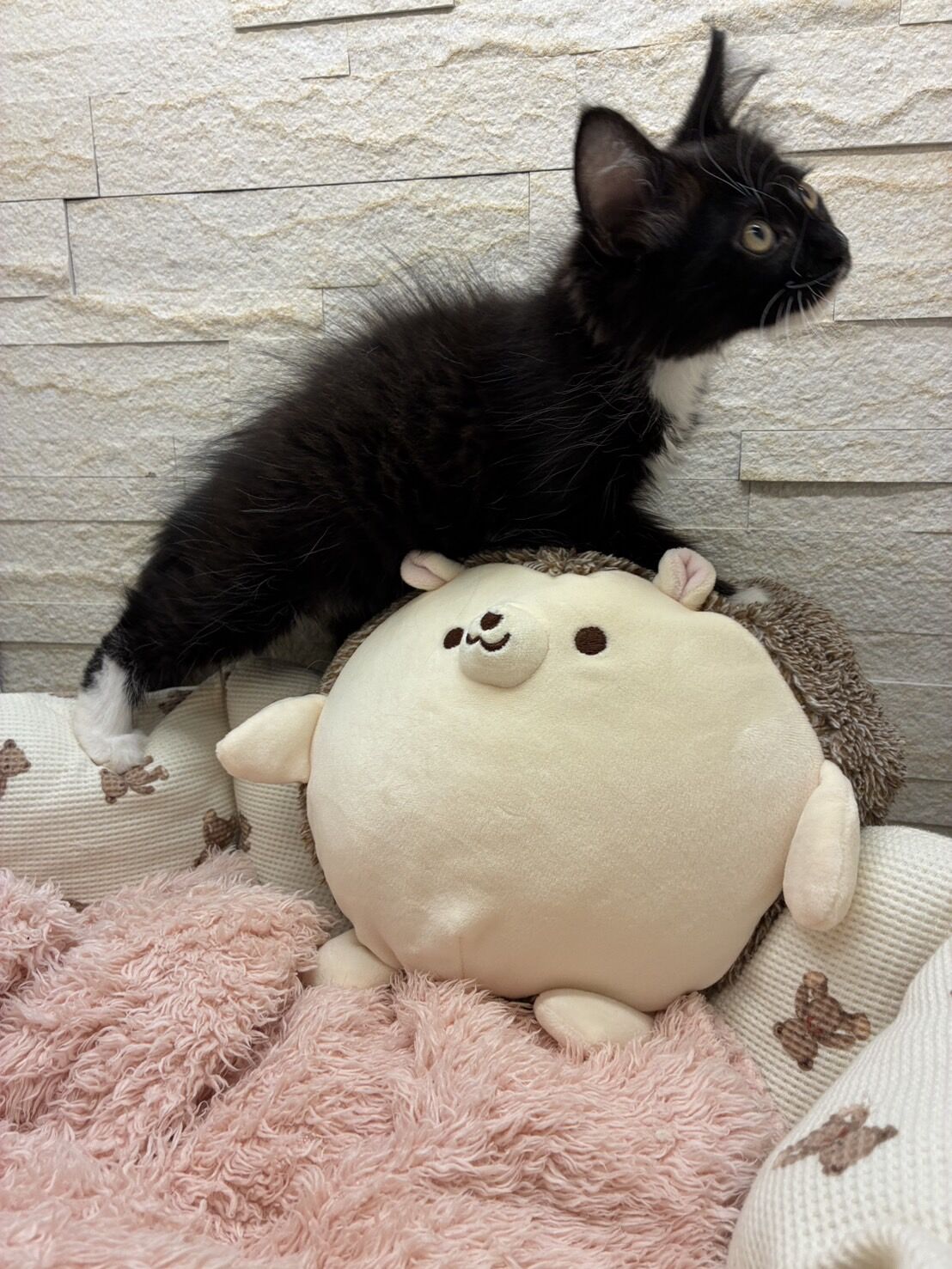 スコティッシュフォールドマリモ　ホワイトバンちゃん立ち耳