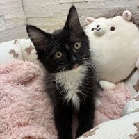 画像22903：スコティッシュフォールド<br>マリモ　ホワイトバンちゃん立ち耳